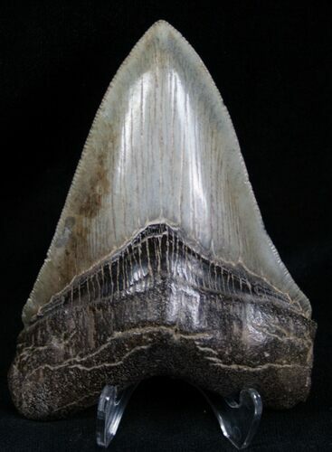Top Quality Megalodon Tooth #7273